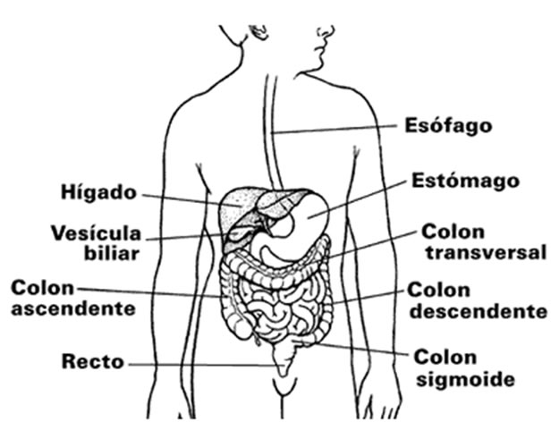 estructuraHigado